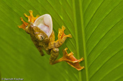 Roter Borneo Flugfrosch  - Zum Vergroessern klicken!
